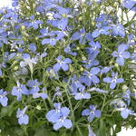 Lobelia Sky Blue